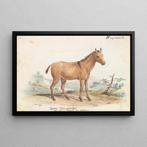 Charles Hamilton Smith - Asinus Hippagrus The YoToTze.webp