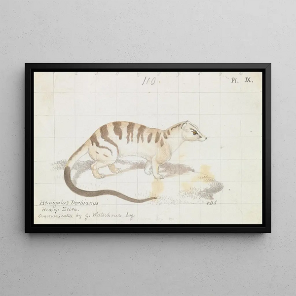 Charles Hamilton Smith - Banded Palm Civet.webp