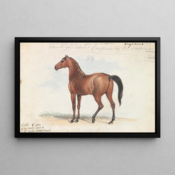 Charles Hamilton Smith - Colt Third Issue of Brood Mare and Second by the Black Arab.webp