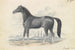 Paard Dongola - Charles Hamilton Smith — weergave van het kunstwerk