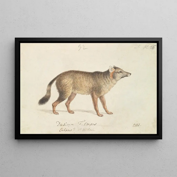 Charles Hamilton Smith - DunFooted AguaraDog.webp