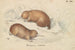 Echidné à long bec - Charles Hamilton Smith — weergave van het kunstwerk