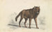 The Black Wolf - Charles Hamilton Smith — artwork view