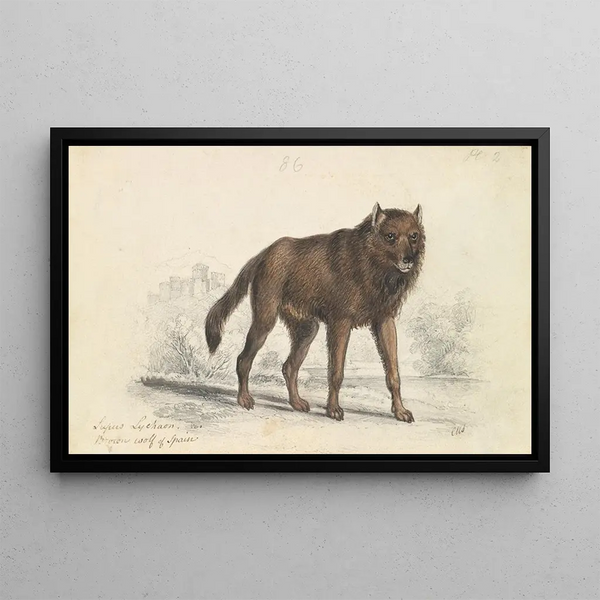 Charles Hamilton Smith - The Black Wolf.webp