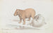 Le Capybara - Charles Hamilton Smith — weergave van het kunstwerk