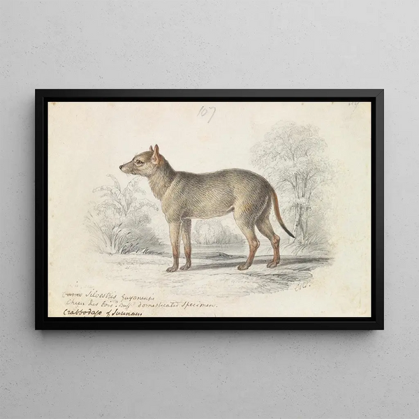 Charles Hamilton Smith - The Crabodage or Surinam Aguara Dog.webp