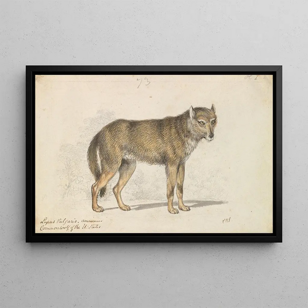 Charles Hamilton Smith - The Gray Wolf.webp