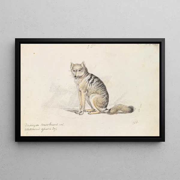 Charles Hamilton Smith - WhiteBarred Aguara Fox.webp