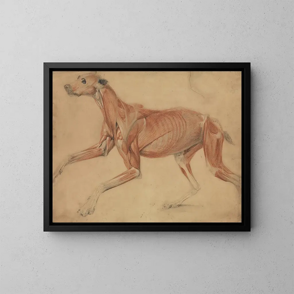 Studie op ware grootte van een hond - Charles Landseer — ingelijst kunstwerk aan de muur