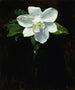 Magnolia - Charles Walter Stetson — weergave van het kunstwerk