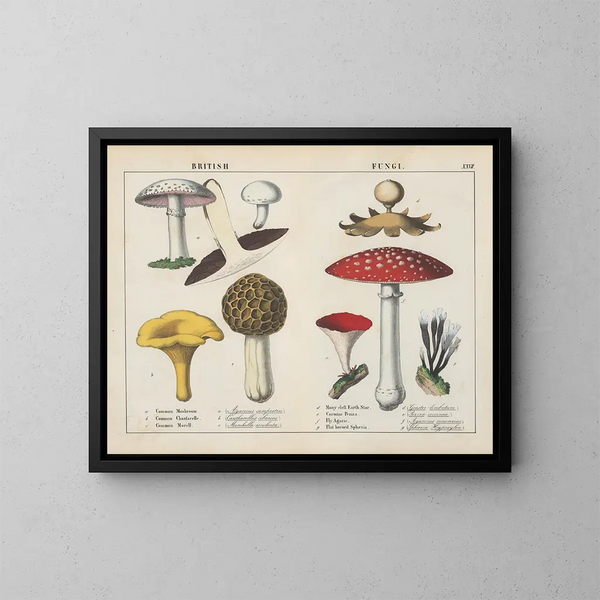 Fungi britanniques - Charlotte Mary Yonge — ingelijst kunstwerk aan de muur