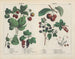 Fruit - Charlotte Mary Yonge — weergave van het kunstwerk