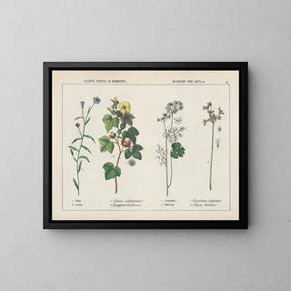 Charlotte Mary Yonge - Plants useful in domestic economy the arts Flax Cotton Coriander Bulrush.webp