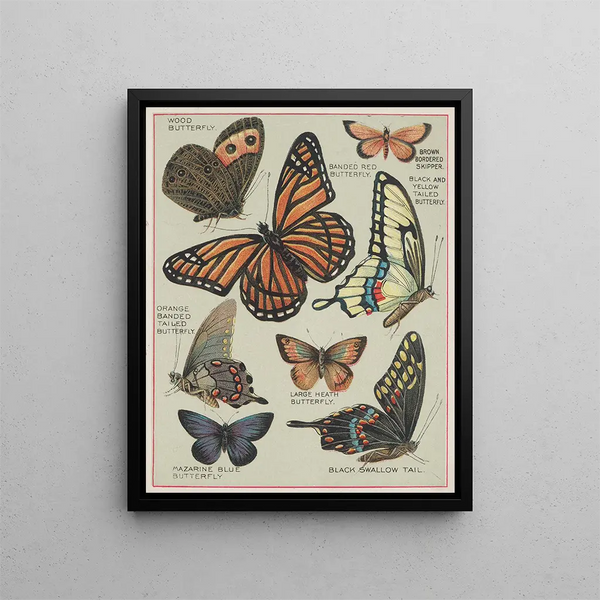 Chase Sanborn - Butterflies of America Pl7.webp