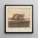 Chat Felis catus - Anselmus Botius de Boodt — ingelijst kunstwerk aan de muur
