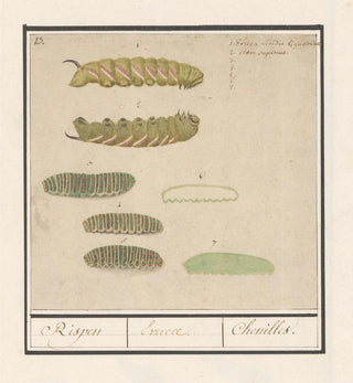Chenilles - Anselmus Botius de Boodt
