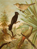 Het wereld van de vogels van Noord-Amerika pl03 - Christian Anton Goering — weergave van het kunstwerk