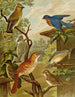 Het wereld van de vogels van Noord-Amerika pl06 - Christian Anton Goering — weergave van het kunstwerk
