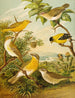 Het wereld van de vogels van Noord-Amerika pl16 - Christian Anton Goering — weergave van het kunstwerk