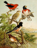 Het wereld van de vogels van Noord-Amerika pl26 - Christian Anton Goering — weergave van het kunstwerk