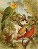 Het wereld van de vogels van Noord-Amerika pl27 - Christian Anton Goering — weergave van het kunstwerk