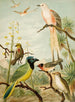 Het wereld van de vogels van Noord-Amerika pl32 - Christian Anton Goering — weergave van het kunstwerk