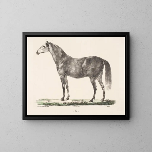 Het paard D - Christian David Gebauer — ingelijst kunstwerk aan de muur