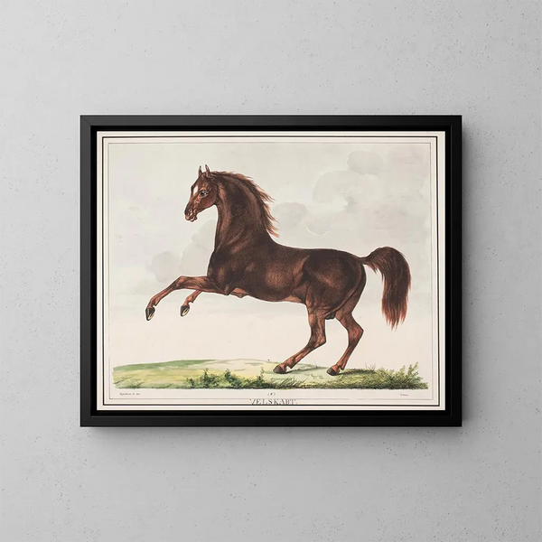 Het goed gevormde paard - Christian David Gebauer — ingelijst kunstwerk aan de muur