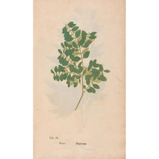 Christian Gottlieb Ludwig - Ectypa vegetabilium Pl004.webp