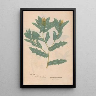 Christian Gottlieb Ludwig - Ectypa vegetabilium Pl006.webp