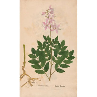 Christian Gottlieb Ludwig - Ectypa vegetabilium Pl010.webp