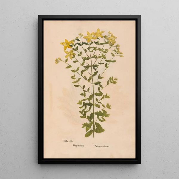 Christian Gottlieb Ludwig - Ectypa vegetabilium Pl011.webp