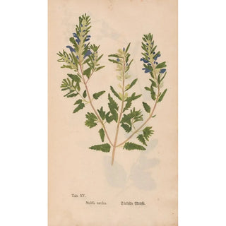 Christian Gottlieb Ludwig - Ectypa vegetabilium Pl015.webp