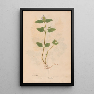 Christian Gottlieb Ludwig - Ectypa vegetabilium Pl019.webp