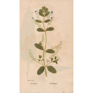 Christian Gottlieb Ludwig - Ectypa vegetabilium Pl030.webp