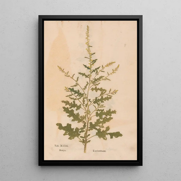 Christian Gottlieb Ludwig - Ectypa vegetabilium Pl032.webp