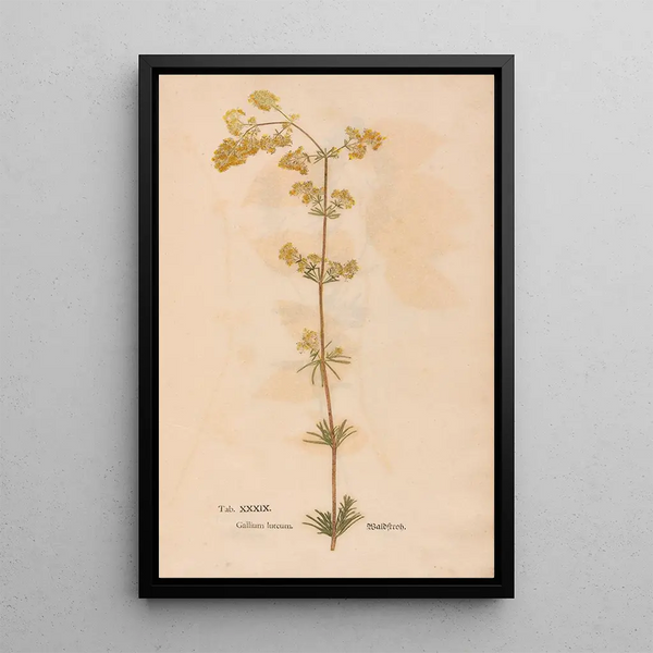 Christian Gottlieb Ludwig - Ectypa vegetabilium Pl039.webp