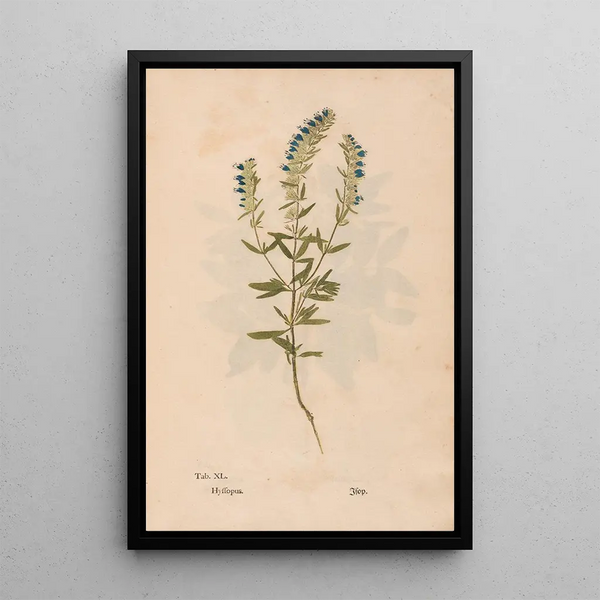 Christian Gottlieb Ludwig - Ectypa vegetabilium Pl040.webp