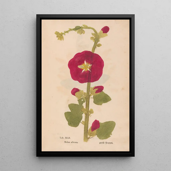Christian Gottlieb Ludwig - Ectypa vegetabilium Pl042.webp