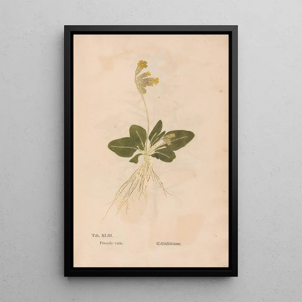 Christian Gottlieb Ludwig - Ectypa vegetabilium Pl043.webp