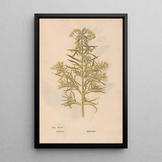 Christian Gottlieb Ludwig - Ectypa vegetabilium Pl044.webp