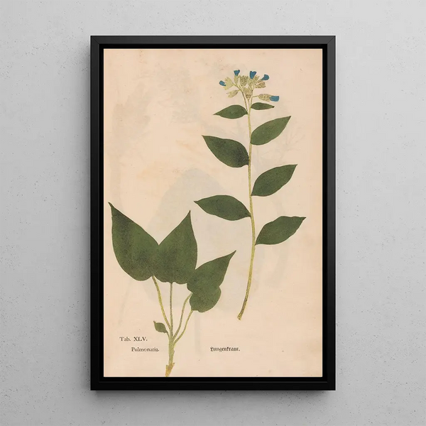 Christian Gottlieb Ludwig - Ectypa vegetabilium Pl045.webp