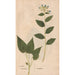 Reproductie van het schilderij Ectypa vegetabilium Pl045 - Christian Gottlieb Ludwig