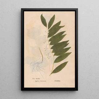 Christian Gottlieb Ludwig - Ectypa vegetabilium Pl047.webp