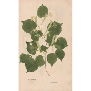 Christian Gottlieb Ludwig - Ectypa vegetabilium Pl048.webp