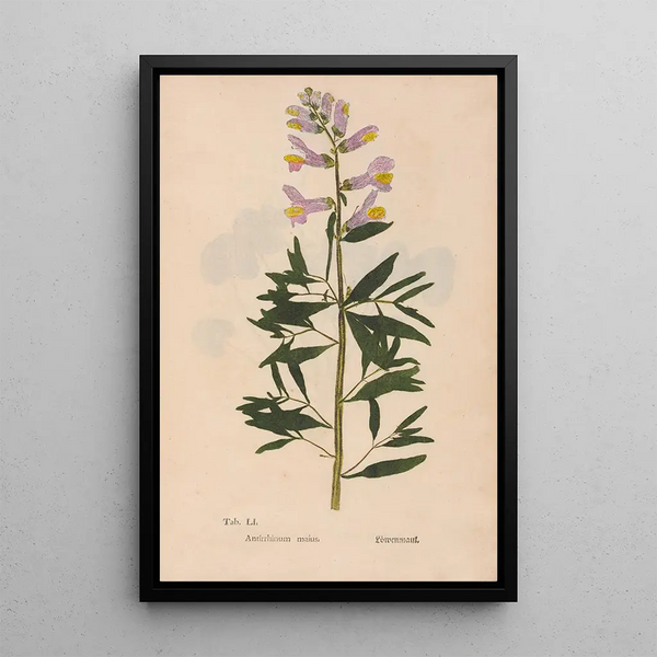 Christian Gottlieb Ludwig - Ectypa vegetabilium Pl051.webp