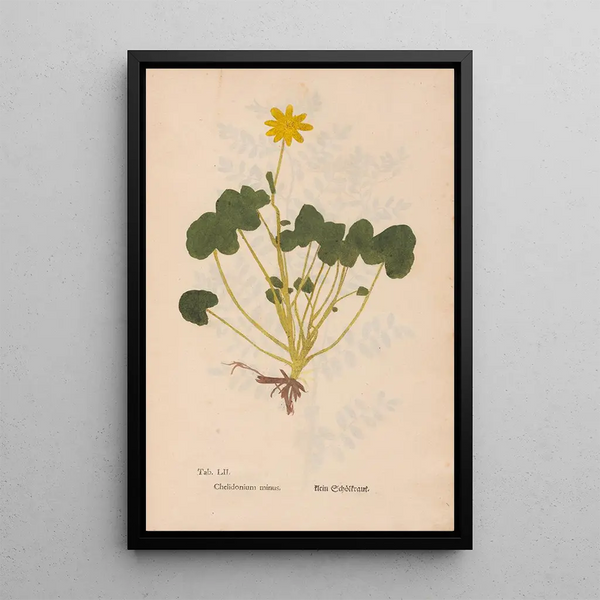 Christian Gottlieb Ludwig - Ectypa vegetabilium Pl052.webp