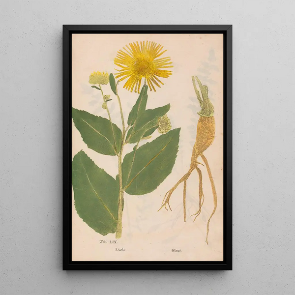 Christian Gottlieb Ludwig - Ectypa vegetabilium Pl059.webp