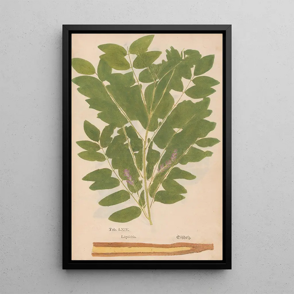 Christian Gottlieb Ludwig - Ectypa vegetabilium Pl064.webp
