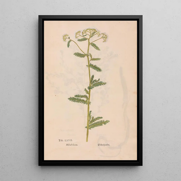 Christian Gottlieb Ludwig - Ectypa vegetabilium Pl067.webp